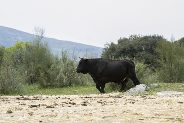 Finca Taurina Toros